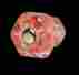 11075 The Renovators Supply Cabinet Knob Pink Glass Depression 1 4 Dia 096962335571