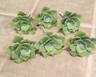 40537086 Anthropologie Succulent Knob Drawer Pull Ceramic Set Of
