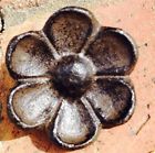 Brbcp-3 Eclectic Cabinet Knobs Decor Rustic Brown Cast Iron 0744904797740