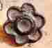Brbflt-12 Eclectic Cabinet Knobs Decor Rustic Brown White Cast Iron Flower Drawer Pulls 21 Bf 0744904797825