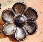 Brncp-2 Eclectic Cabinet Knobs Decor Rustic Brown Cast Iron 0744904797733