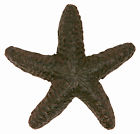 I071 Great Finds Coastal Starfish Shaped Drawer Or Cabinet 846228065878