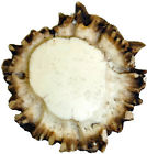 Sl-681357 Sierra Lifestyles Deer Burr Cabinet Knob Round 665416813578