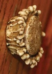 Antler Drawer Knobs Set Of 2 Home Garden Rustic Cabin Decor. Fixed Price $26.99.