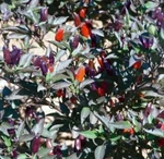 Olive Pepper Hot Capsaicinoids Ornamental And Edible Vegetable Garden 10 Seed. Fixed Price $5.95.