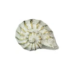 Zeckos Set Of 6 Rustic White Cast Iron Nautilus Shell Drawer Pull Home Decor. Fixed Price $22.23.