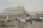 Standard Diary Co., Cambridge, Massachusetts Cabinet Card Photo (1910S) Cows. Fixed Price $29.99.