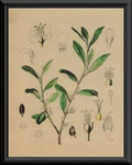 1800S Cocaine Plant Engraving Reprint On 100 Year Old Paper *P132. Fixed Price $20.00.