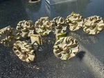Amerock Provincial Bright Brass White 1-1/4" Floral Cabinet Knob Pull BP3409 X8. Fixed Price $19.99.