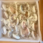 Knobs For Cabinets And Drawers - Pack Of 25 Indian Countryside Colorful Assort. Fixed Price $23.95.